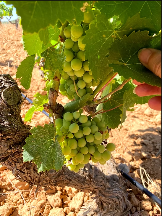 Detalle del viñedo Lainar