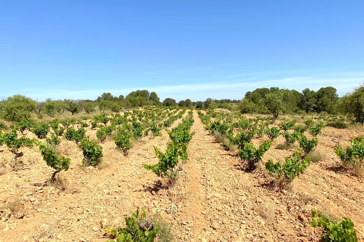 Herencia y cosecha en Requena